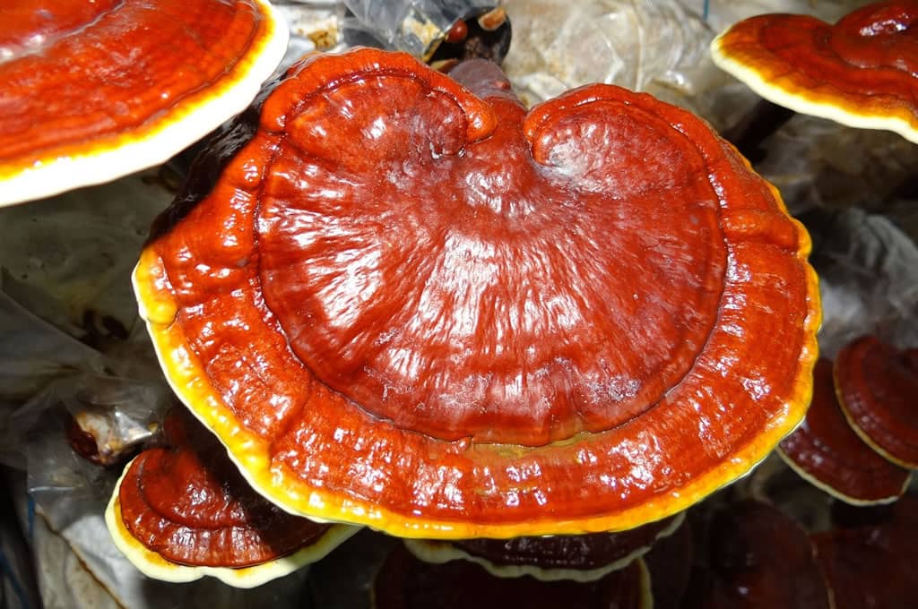 Funghi officinali, preziosa risorsa per la salute